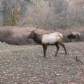 Animals at the Queens Zoo
