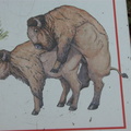 Animals at the Queens Zoo