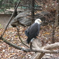 Eagle at the Queens Zoo