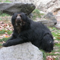 Bear at the Queens Zoo
