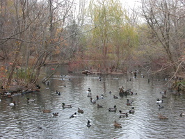 Ducks at the Queens Zoo