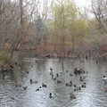 Ducks at the Queens Zoo