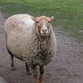 Sheep at the Queens Zoo