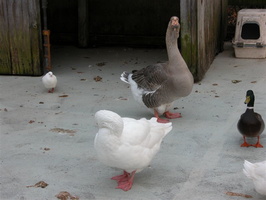 Animals at the Queens Zoo