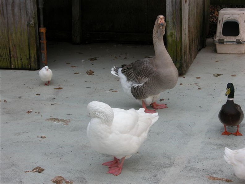 DSCN4525.jpg