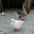 Animals at the Queens Zoo