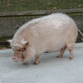 Pig at the Queens Zoo