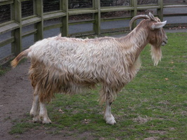 Goat at the Queens Zoo