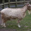 Goat at the Queens Zoo