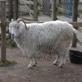 Animals at the Queens Zoo
