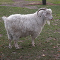Animals at the Queens Zoo
