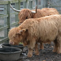 Animals at the Queens Zoo