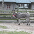 Animals at the Queens Zoo