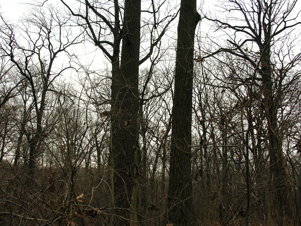 Forest Park. Forest Hills, Queens, NYC.