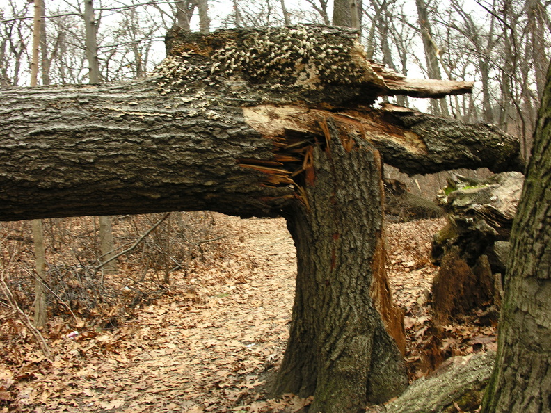 Forest Park. Forest Hills, Queens, NYC.