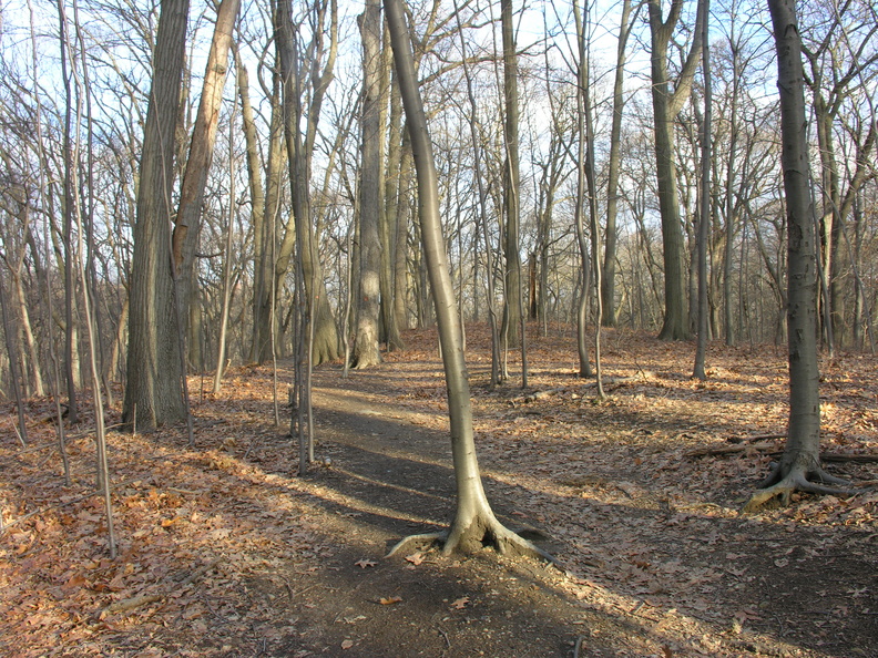 Forest Park. Forest Hills, Queens, NYC.