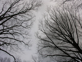 Forest Park. Forest Hills, Queens, NYC.