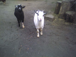 Picture009 26Nov03