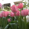 Flowers at Rockefeller Center