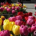 Flowers at Rockefeller Center