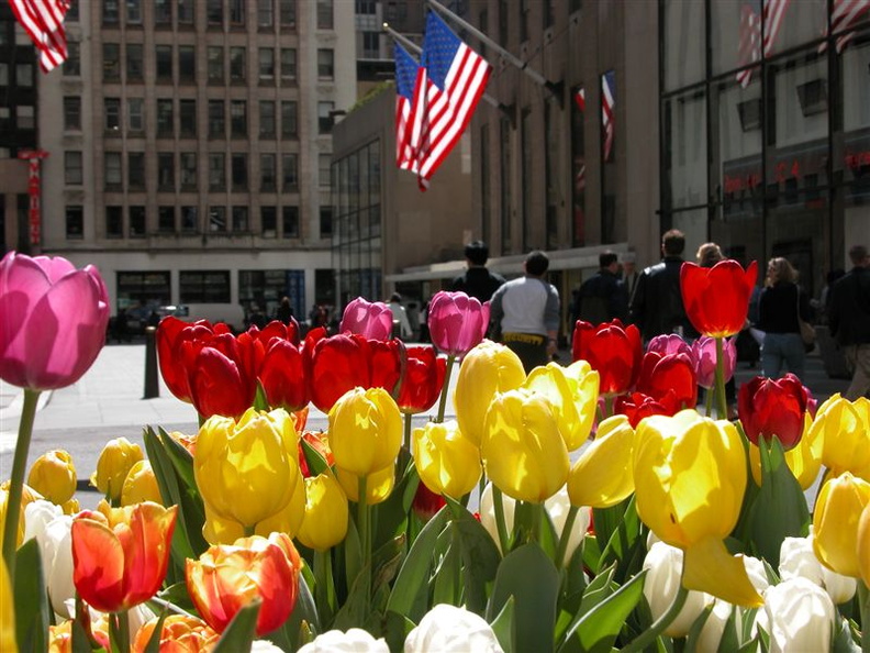 Flowers at Rockefeller Center