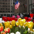 Flowers at Rockefeller Center