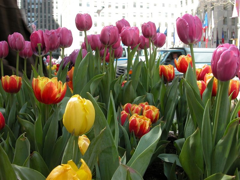 Flowers at Rockefeller Center