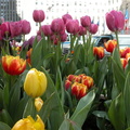 Flowers at Rockefeller Center