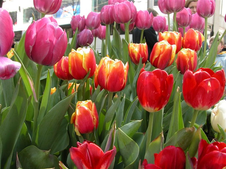 Flowers at Rockefeller Center