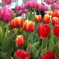 Flowers at Rockefeller Center