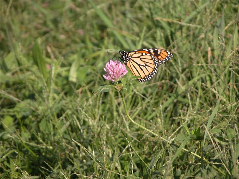 Butterfly at Rainey Park. September 30, 2003.