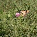 Butterfly at Rainey Park. September 30, 2003.