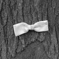 Bowtie on a Tree at Rainey Park, Long Island City. October 16, 2003