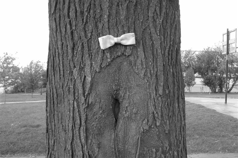 Bowtie on a Tree at Rainey Park, Long Island City. October 16, 2003