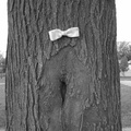 Bowtie on a Tree at Rainey Park, Long Island City. October 16, 2003