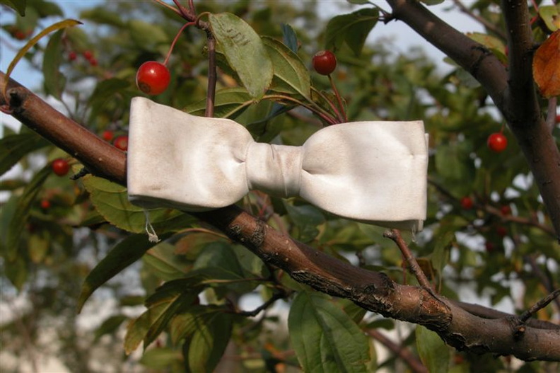 Bowtie on a Tree at Rainey Park, Long Island City. October 16, 2003