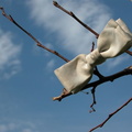 Bowtie on a Tree at Rainey Park, Long Island City. October 16, 2003