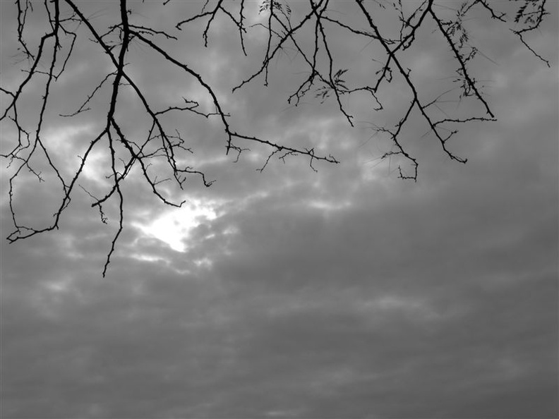 Tree at Rainey Park, Long Island City. November 16, 2003