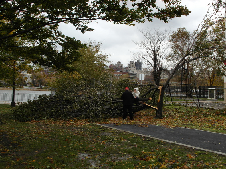 Downed Trees at Rainey Park, Hurricane Sandy