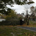 Downed Trees at Rainey Park, Hurricane Sandy