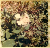 sequoyah chosatonga 019