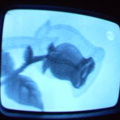 2006 01 10 07 36 50