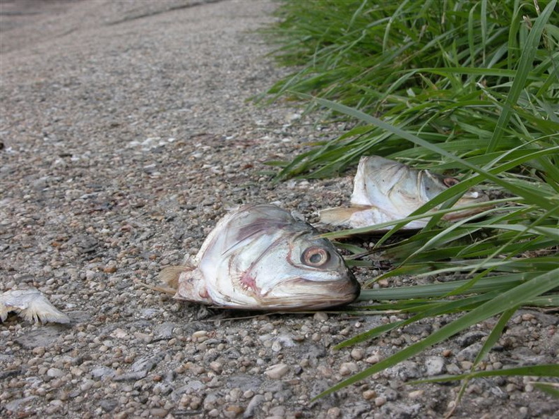 Wards Island Fish Heads