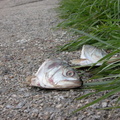 Wards Island Fish Heads