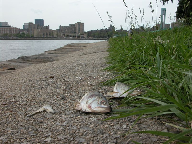 Wards Island Fish Heads