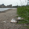 Wards Island Fish Heads