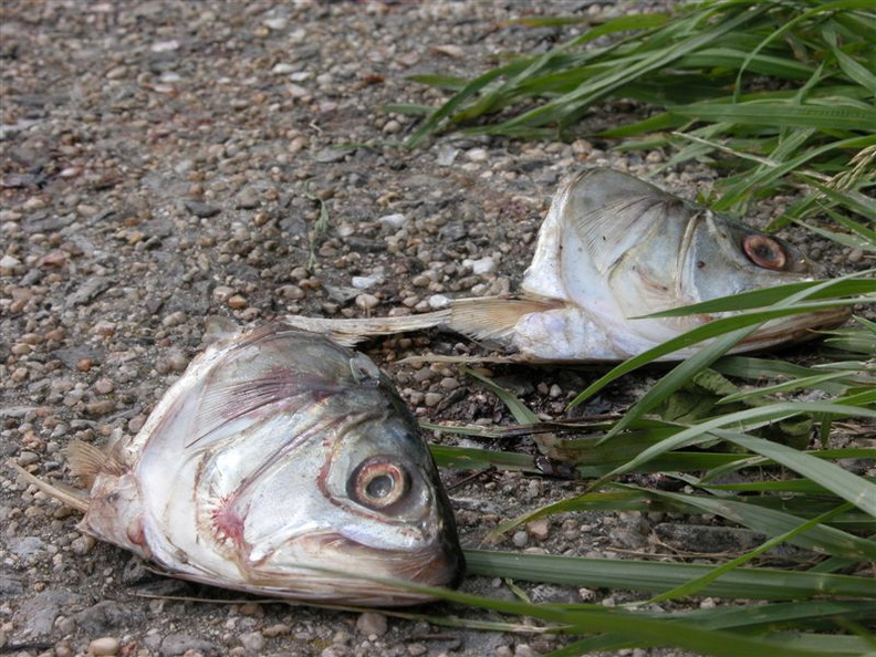 Wards Island Fish Heads