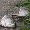 Wards Island Fish Heads