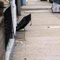 Discarded Umbrella Carcasses, NYC