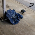 Discarded Umbrella Carcasses, NYC